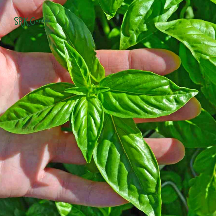 Organic Italian Large Leaf Basil | 250 Seeds