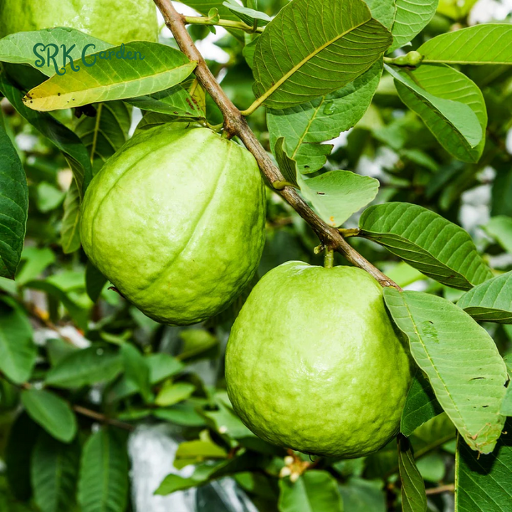 Pink Guava Tree Live Plant, 4"-10" in Tall