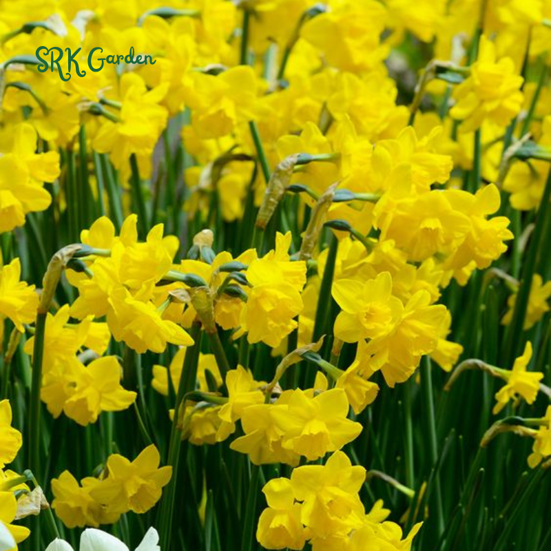 Narcissus daffodils bulbs for planting - 25 Bulbs