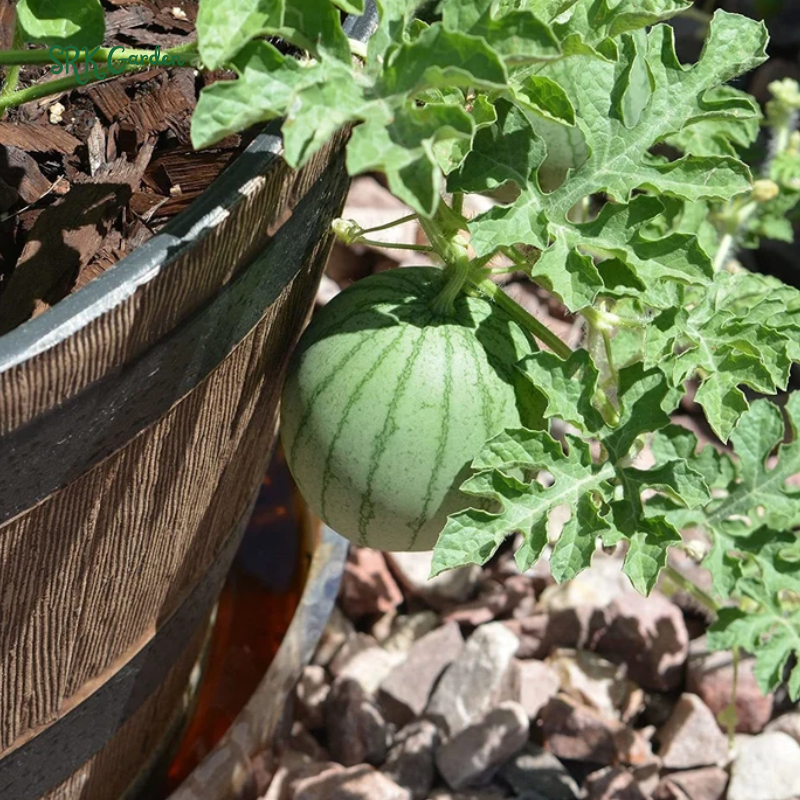 Sugar Baby Watermelon Seeds for Planting | 50 seeds