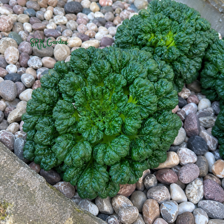 100+ Tatsoi Rosette Pak Choi Cabbage Seeds
