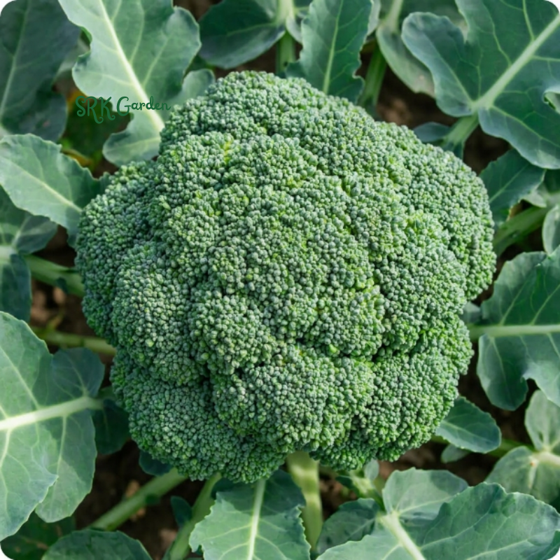 Di Cicco Broccoli Seeds | 200+ Seeds