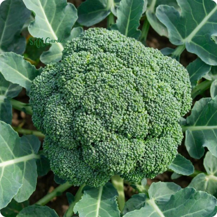 Di Cicco Broccoli Seeds | 200+ Seeds