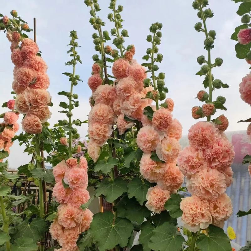 200+ Hollyhock Seeds Carnival Mix Giant Mallow Double Hollyhock Flowers Seed