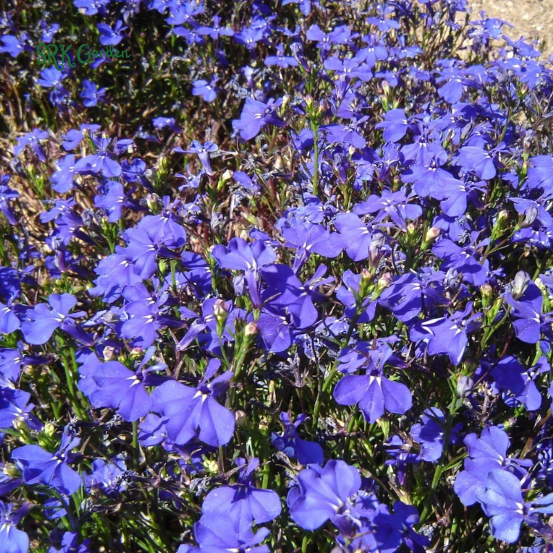 Lobelia Crystal Palace Violet-Blue Flower Seeds | 200 Seeds