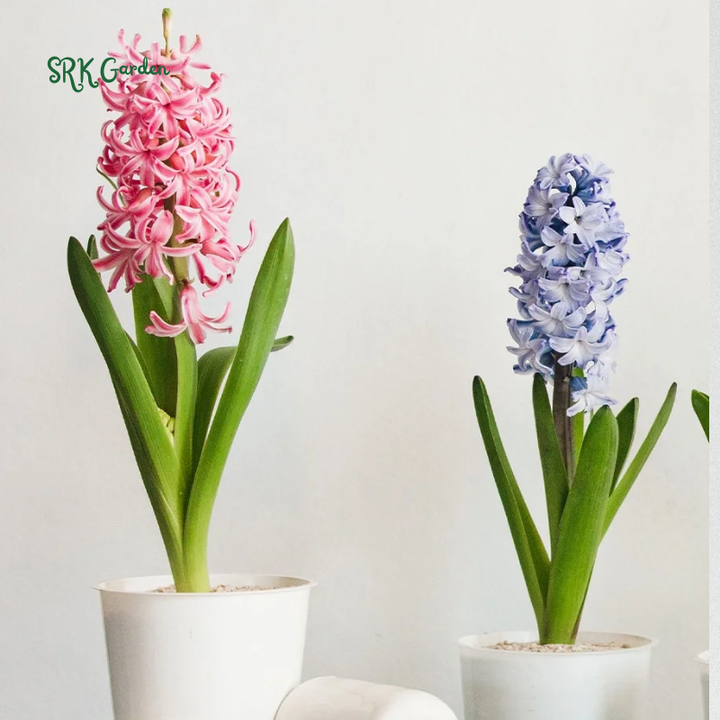 Garden State Bulb Pink Mix Hyacinth Flower Bulbs, Fragrant, Fall Planting