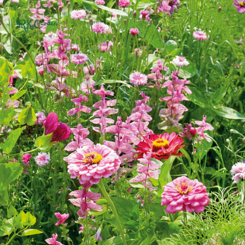 Mixed Pinky Flower Seeds for Spring | 6 type seeds