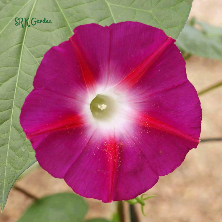 Scarlet O Hara Morning Glory Seeds | 50 Seeds