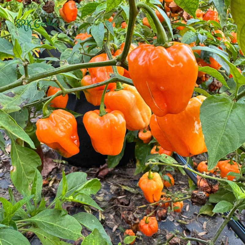 Habanero Orange Hot Pepper Seeds | 25 Seeds
