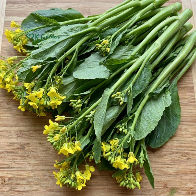 800+ Yu Choy Sum (Jung Green) Seeds