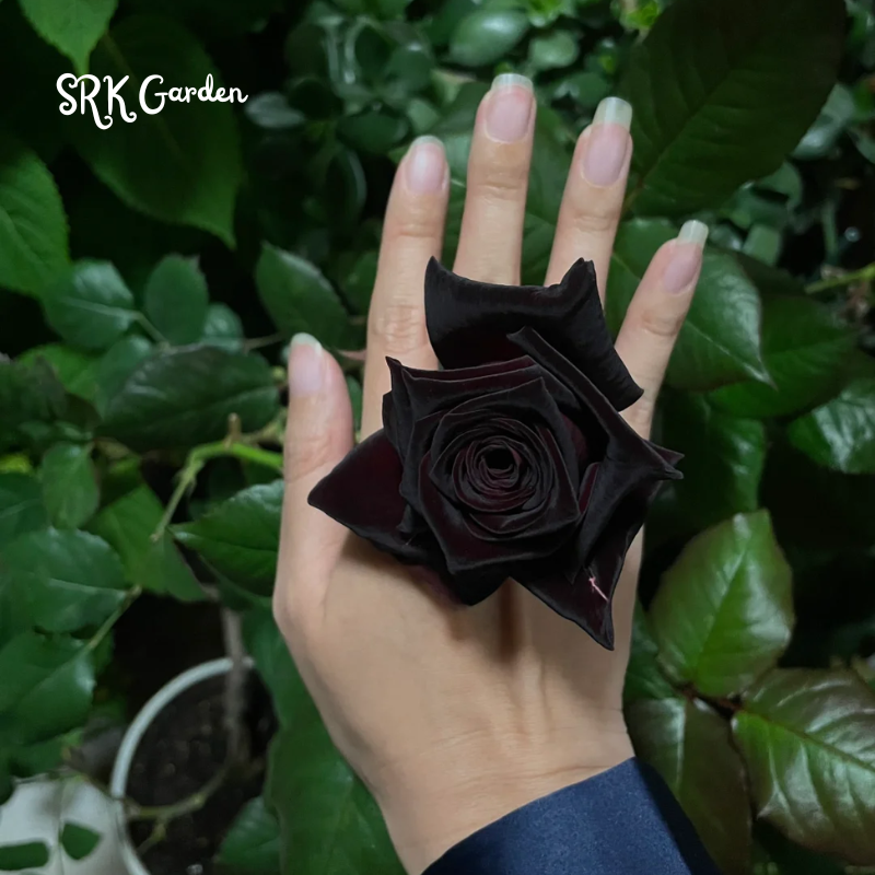 Black Rose Seeds | Late Winter to Early Spring Planting Time