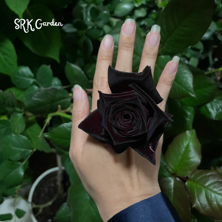 Black Rose Seeds | Late Winter to Early Spring Planting Time
