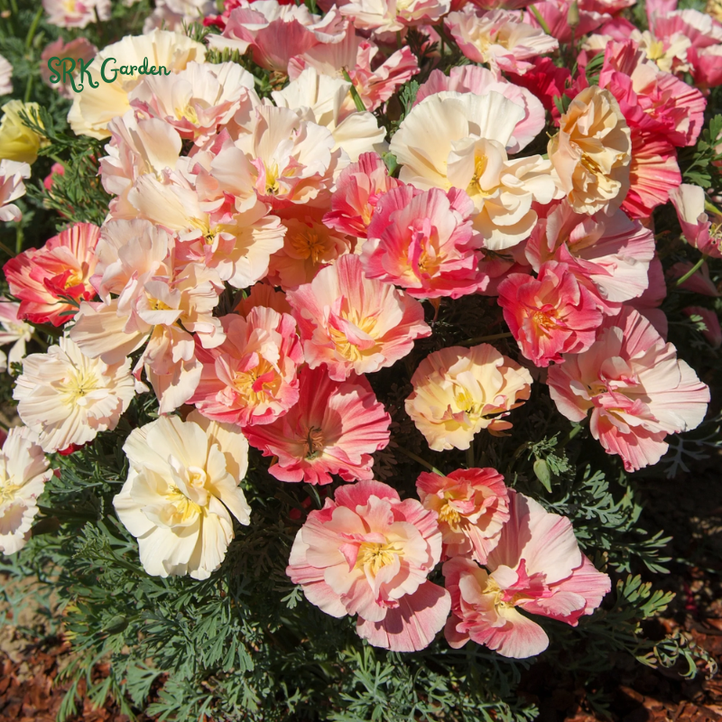 Silky Chiffon Poppy Seeds - Appleblossom | 100 Seeds