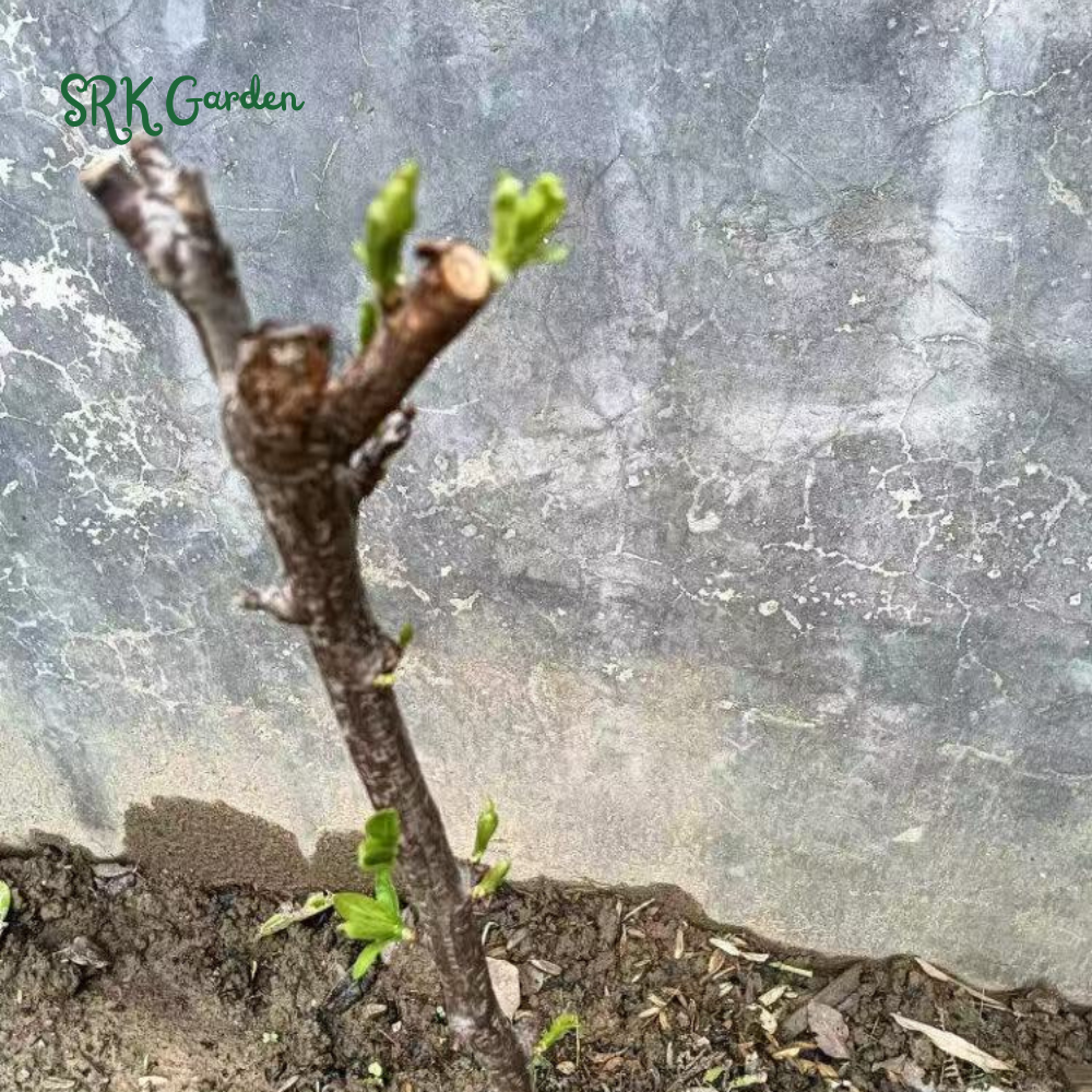Damson Blue Plums Fruit Plants | Live Plants 1-2ft tall
