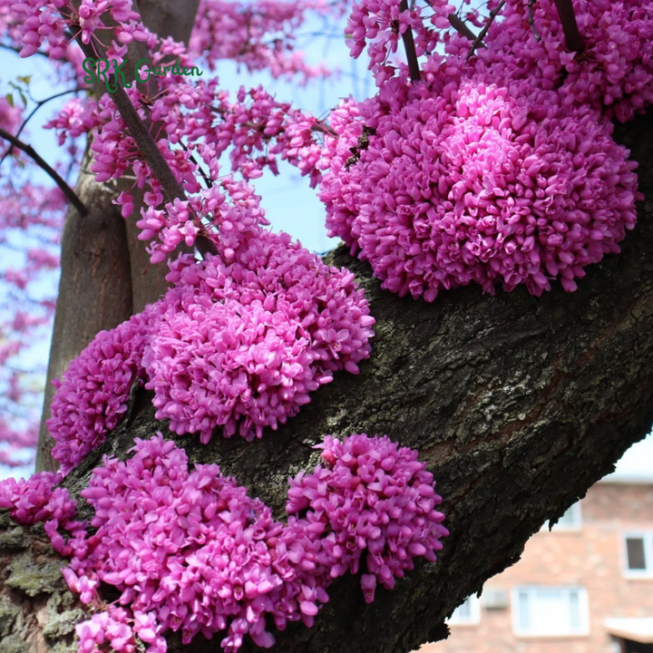 Eastern Redbud Tree Seedlings for Planting - Amazing Pink Spring Flowers