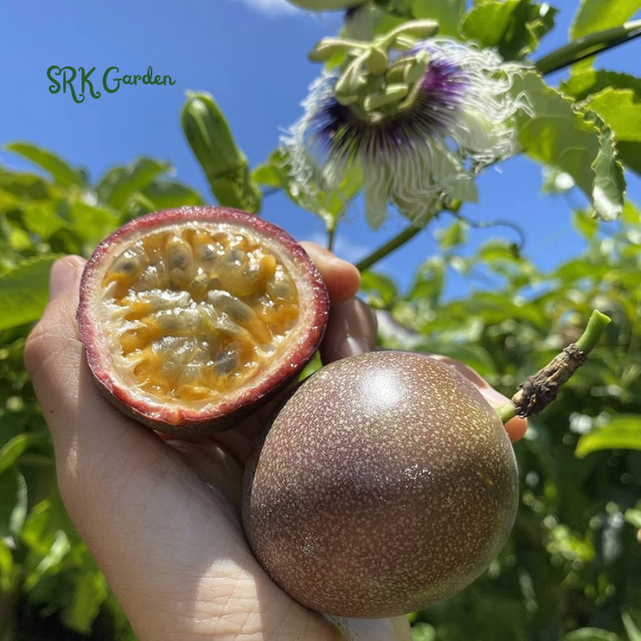 Passion Fruit Vine - Purple Passiflora Edulis Live Plant - 3"- 8" Tall