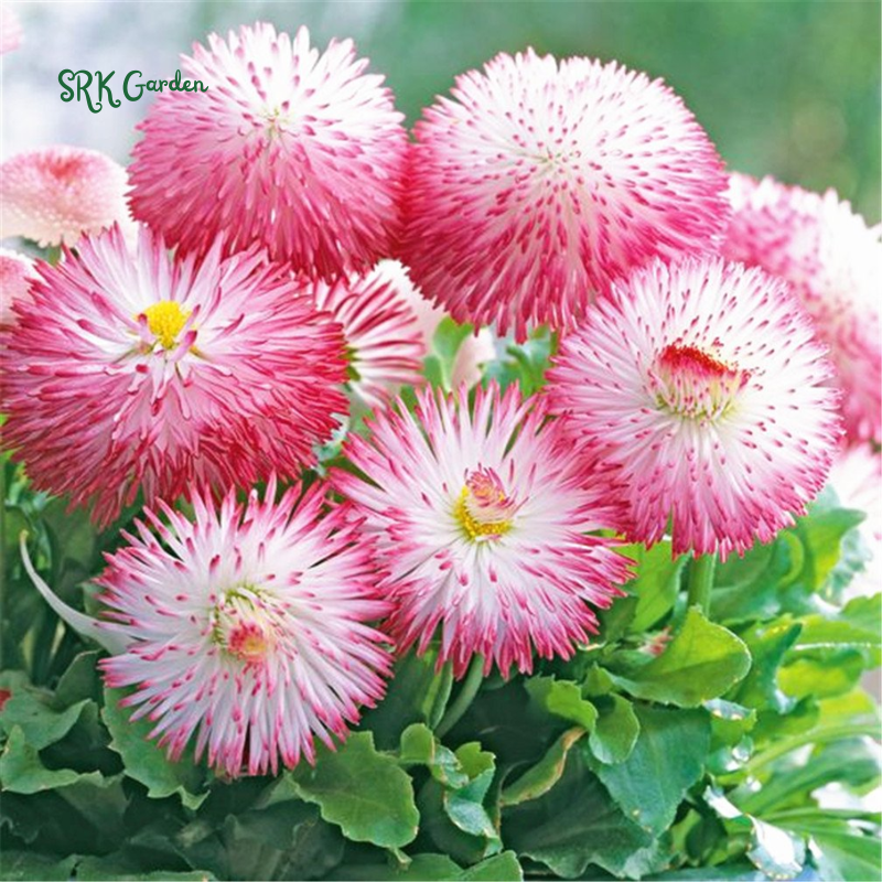Habanera Mixed Bellis English Daisy Seeds | 10 Seeds