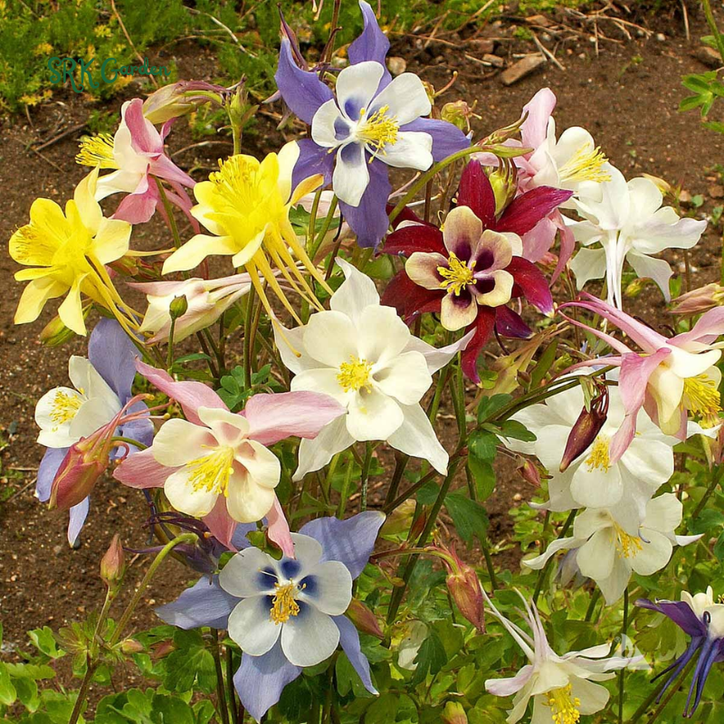 McKana Giants Columbine Flower Seeds |120 Seeds