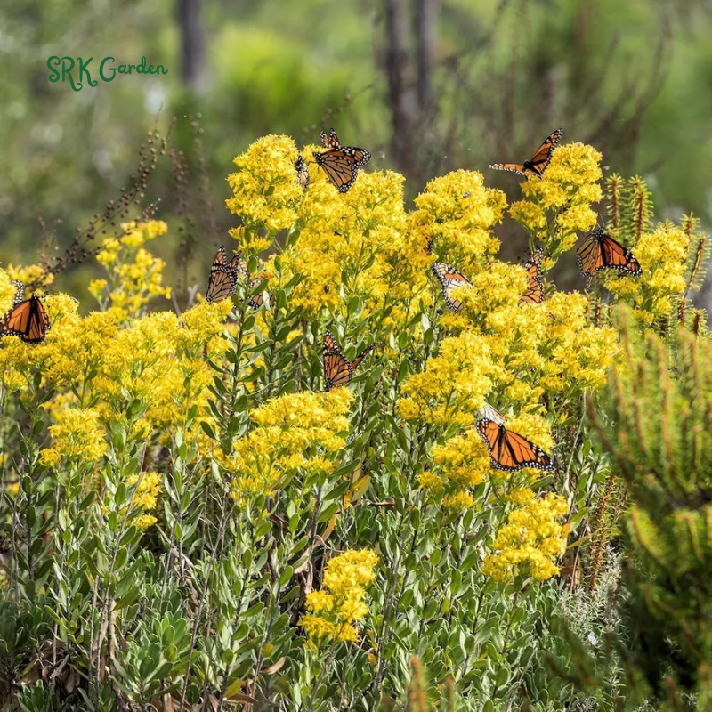 Showy Goldenrod Seeds | 200 Seeds