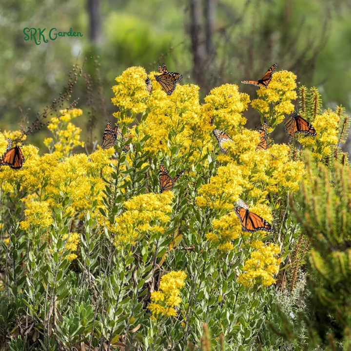 Showy Goldenrod Seeds | 200 Seeds