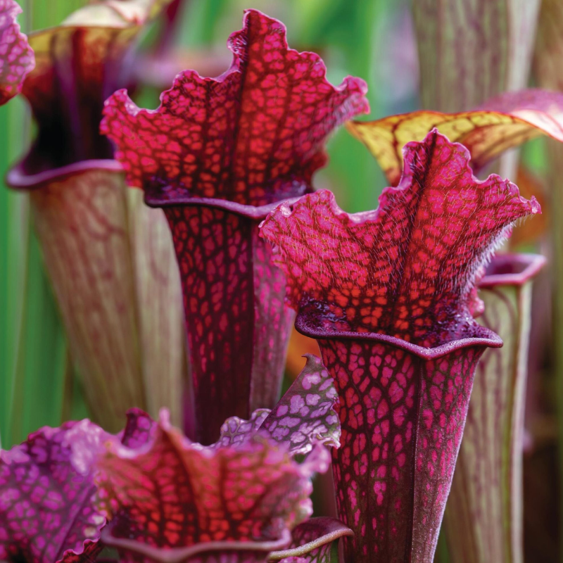 Purple Pitcher Plant | 30 Seeds