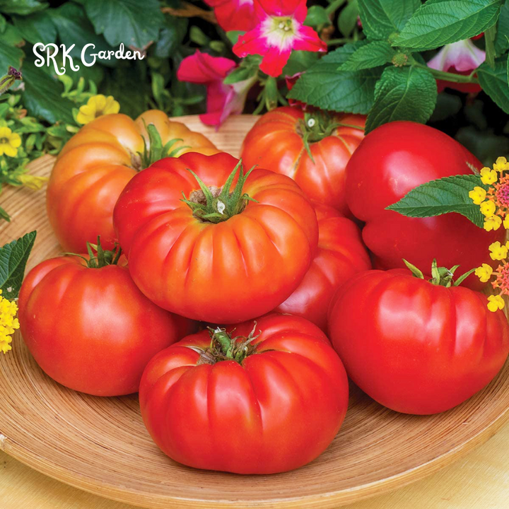300 Tomato Beefsteak Seeds - Organic, Non GMO - Grow Indoors, Outdoors