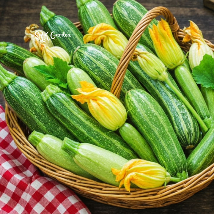 20+ Cocozelle Summer Squash Zucchini Seeds