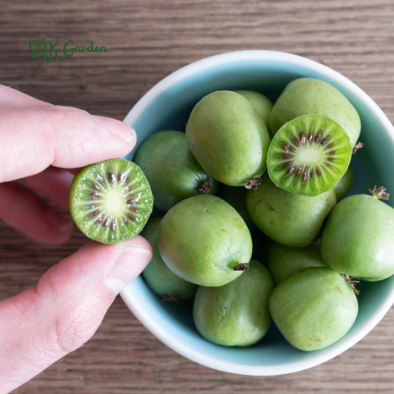 Hardy Kiwi Fruit Vine Live Plant -  Starter Plant