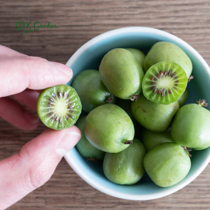 Hardy Kiwi Fruit Vine Live Plant -  Starter Plant