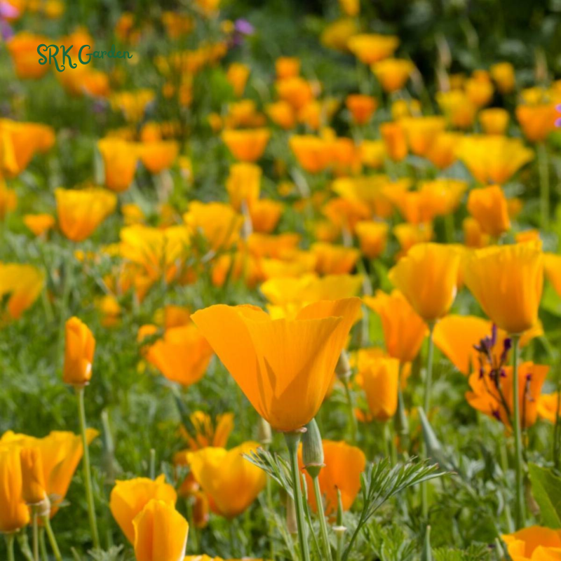 Orange California Poppy Seeds | 500 Seeds