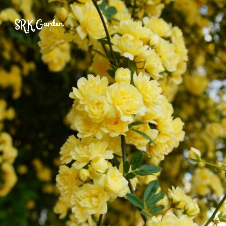 Yellow Lady Banks Climbing Rose 1ft tall