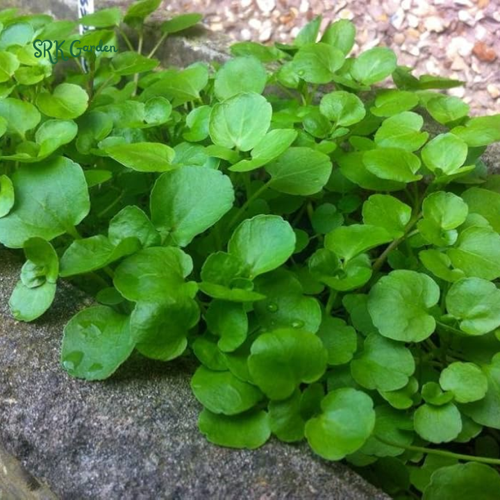Watercress Seeds | 200 Seeds