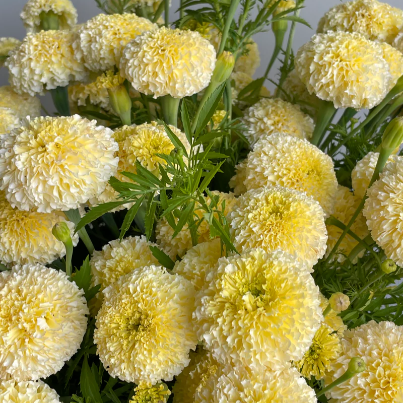 20+ White Swan F1 Marigold Seeds