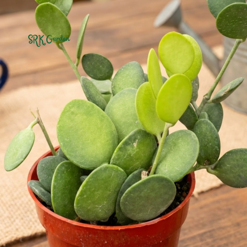 String of Coins | Silver Dollar Vine | Xerosicyos Danguyi Live plant in 4 in pot