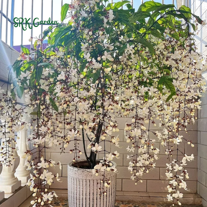 Clerodendrum Wallichii Plant 4-8 Inc Tall