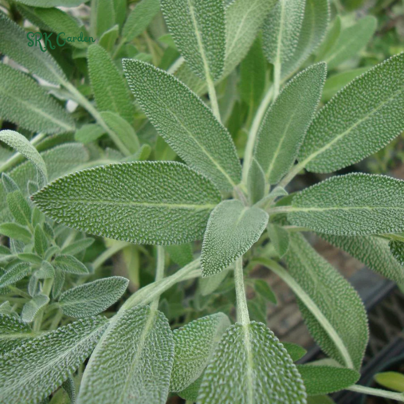 Organic Broadleaf Sage Seeds |50 Seeds