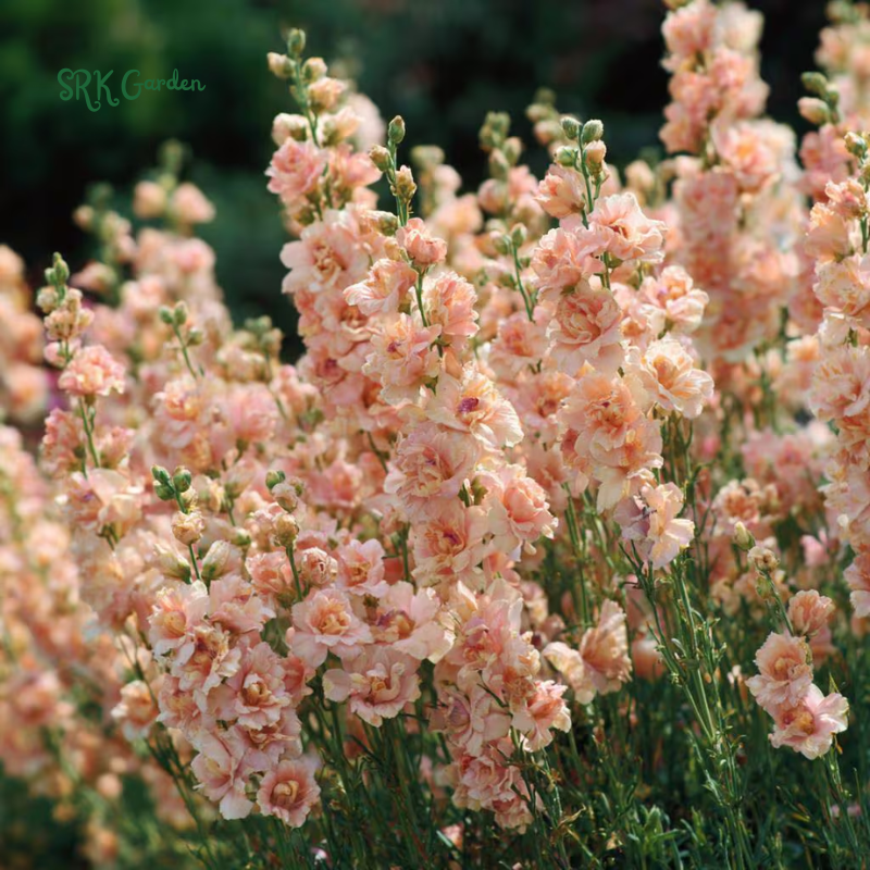 Katz Apricot Srock Seeds, Matthiola Incana | 50 Seeds