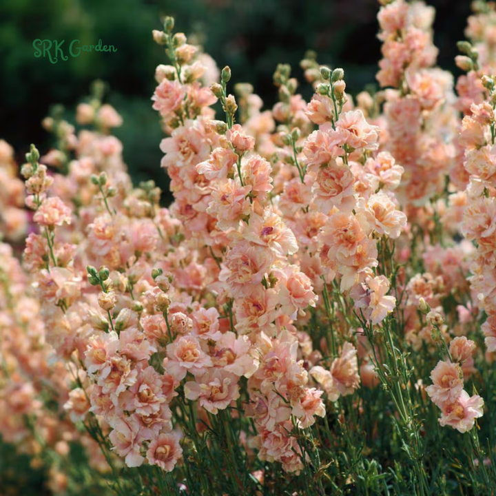 Katz Apricot Srock Seeds, Matthiola Incana | 50 Seeds