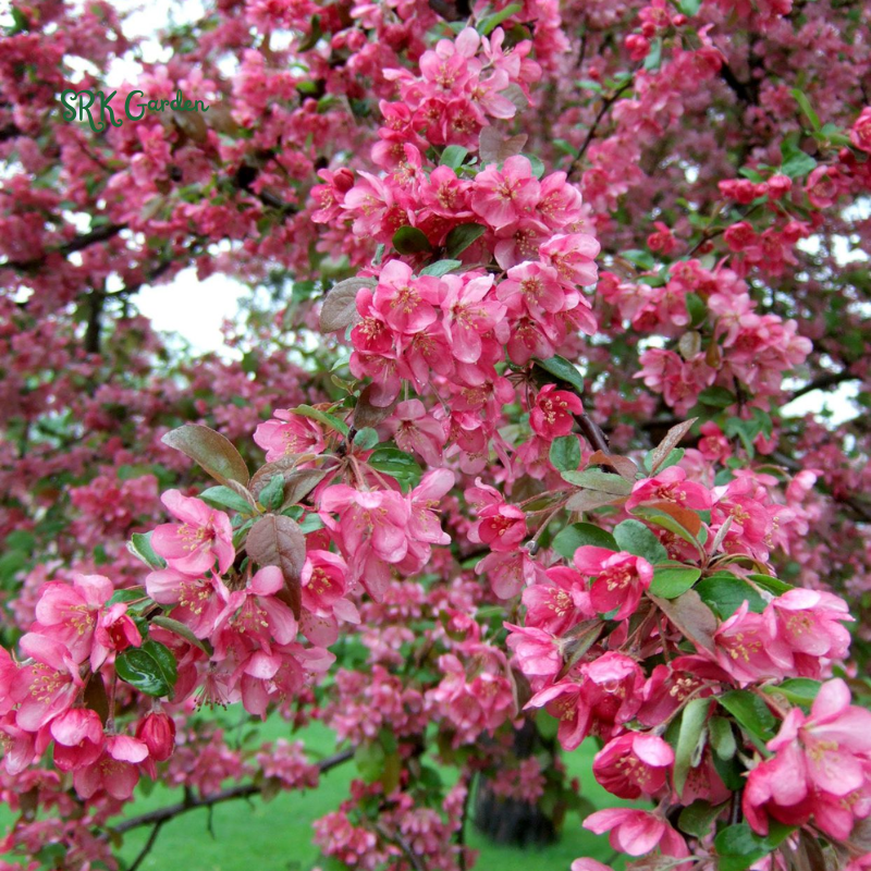 Crab apple Tree Seedlings for Outdoor | Zumi AppleCrab