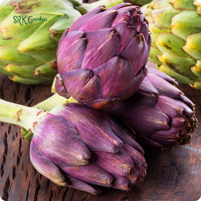 Purple Romagna Artichoke Seeds | 25 Seeds
