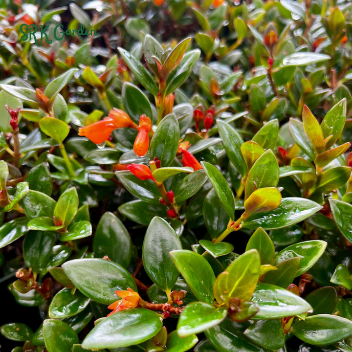Goldfish plant, Columnea Nematanthus, Live Plant in 6" pot