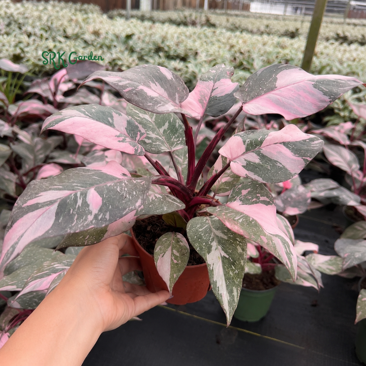 Philodendron Pink Princess, Live Houseplant in 4" pot