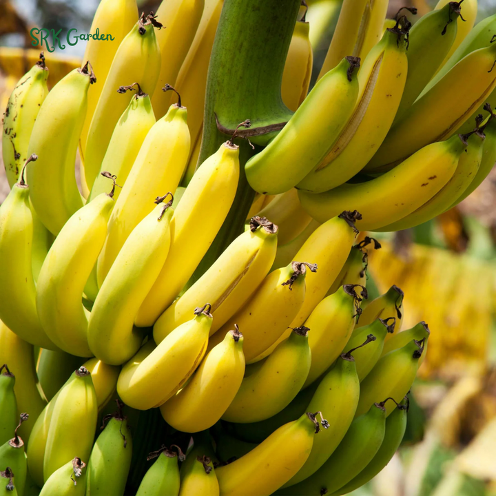 Dwarf Cavendish Banana Plant Live Tree