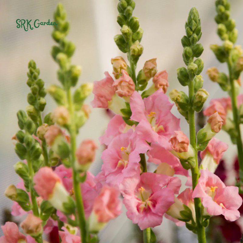 Chantilly Light Pink Snapdragon Seeds | 30 Seeds
