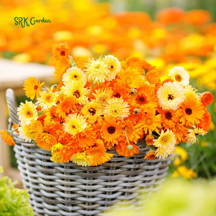 Calendula Pacific Beauty Mix 50 Seeds