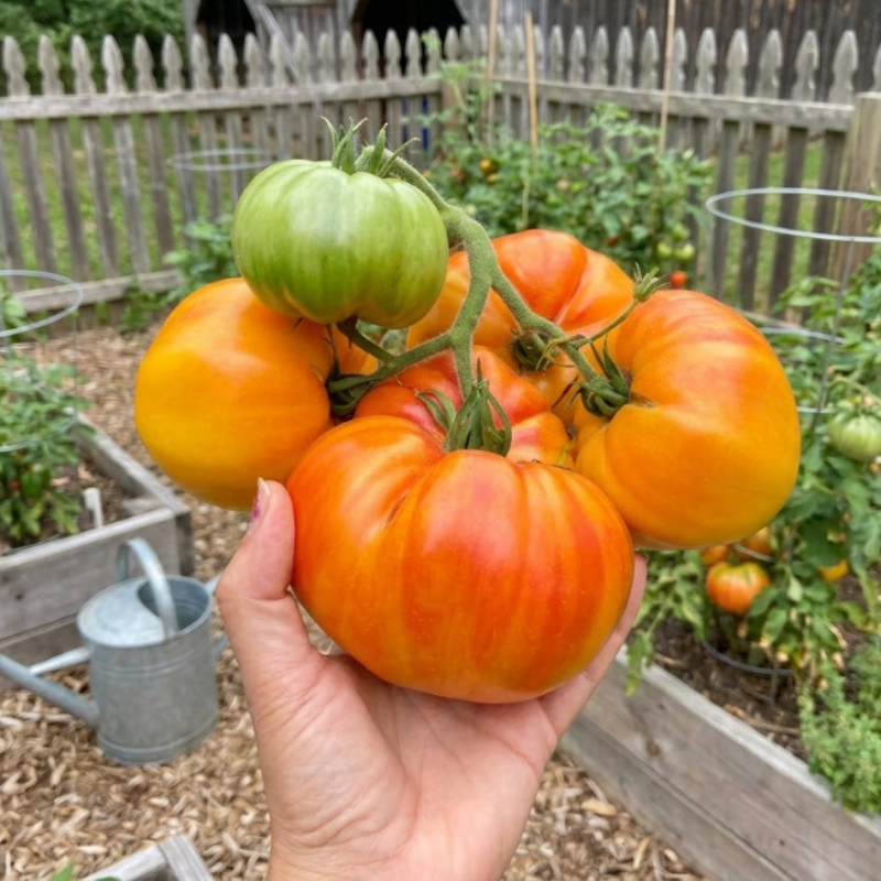 Golden Tomato Seed Duo – Amana Orange & Pineapple.