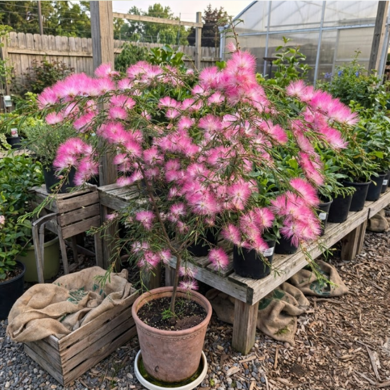 Pink Mimosa Tree Live Plant – Persian Silk Tree (Albizia julibrissin), 2-Inch Pot
