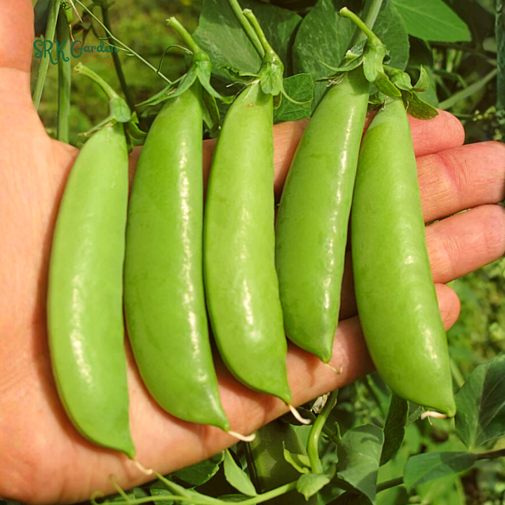 Super Sugar Snap Pea  | 20 Seeds