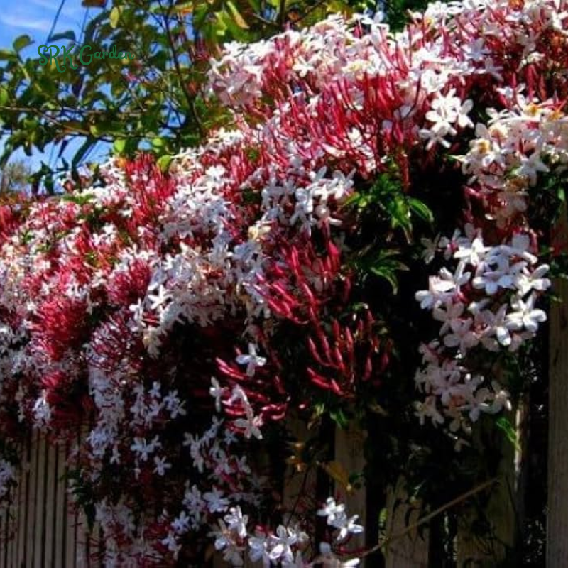 Pink Jasmine Vine Starter Plant in 2" pot