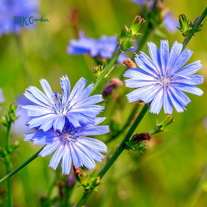 Chicory Seeds for Planting | 200 Seeds